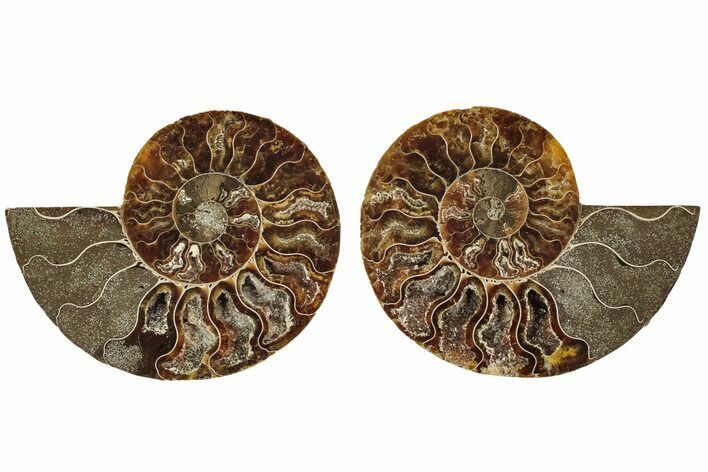 Cut & Polished, Agatized Ammonite Fossil - Madagascar #206837